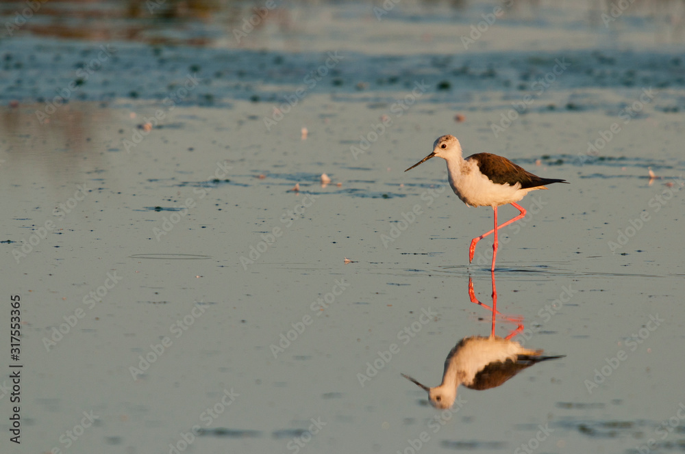 Echasse Blanche (Himantopus himantopus - Black-winged Stilt) 