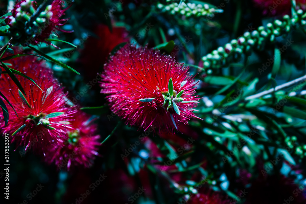 red flower on a tree red flower on a tree