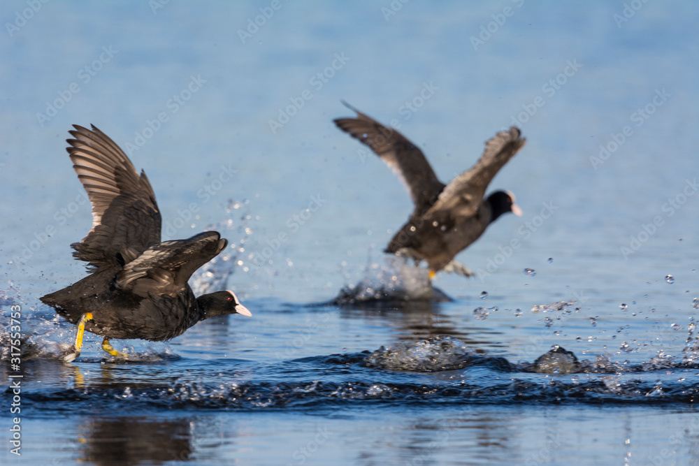 Fototapeta premium Courses de foulque macroule sur la surface de l'étang en Baie de Somme