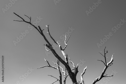 France. Branche d'arbre mort et sec. Dead and dry tree branch.