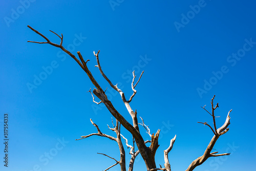 France. Branche d'arbre mort et sec. Dead and dry tree branch. photo