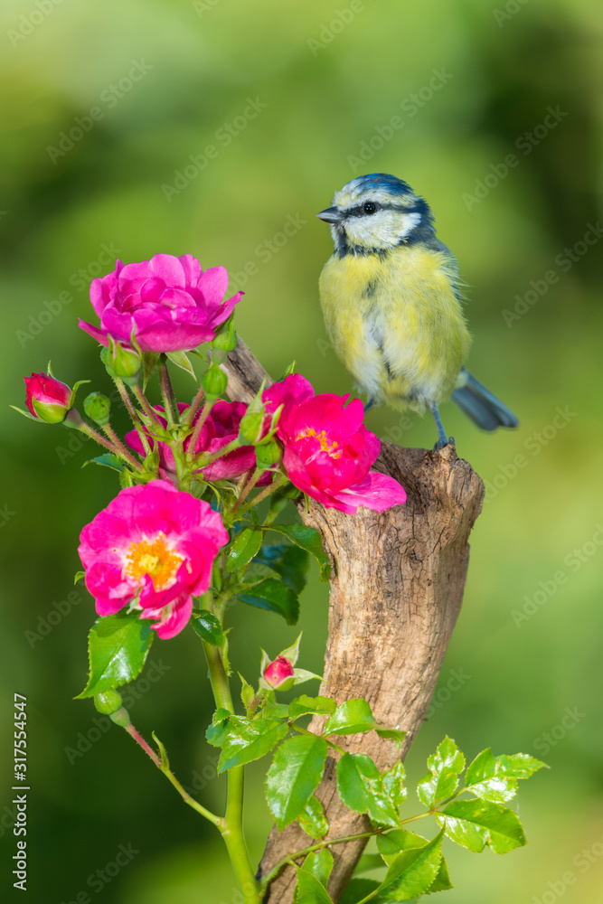 Obraz premium Mésange bleue,Cyanistes caeruleus, Eurasian Blue Tit,