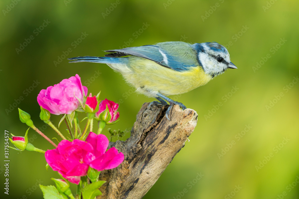 Fototapeta premium Mésange bleue,Cyanistes caeruleus, Eurasian Blue Tit,