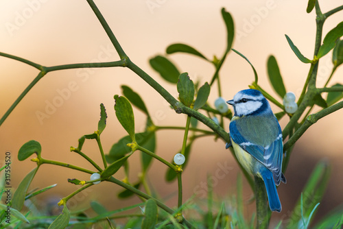  Mésange bleue,Cyanistes caeruleus, Eurasian Blue Tit, photo