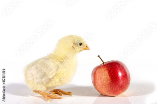 A small yellow chicken looks at a red Apple. The idea of natural nutrition.