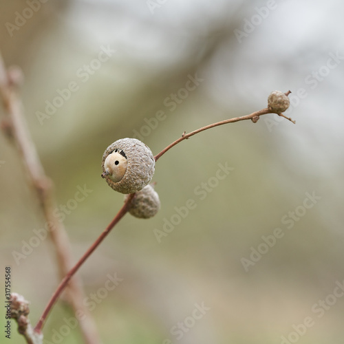 Acorn of a English oak (Quercus robur) on a branch in winter