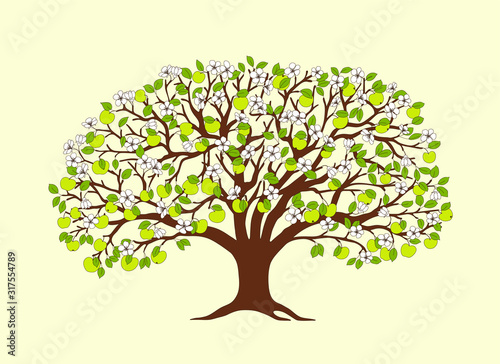 apple tree with green apples, flowers and leaves