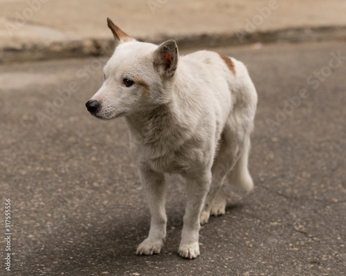 Confused white puppy, standing in the middle of the road. The hungry life of a stray dog. Contact of the animal world with the human world.