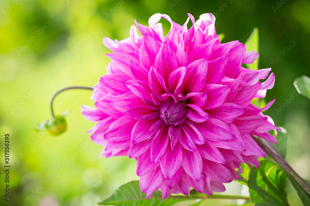 Obraz premium różowy kwiat dalii w ogrodzie
