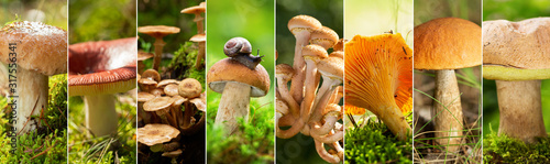 Fotografie, Obraz Collage of edible mushrooms in a forest