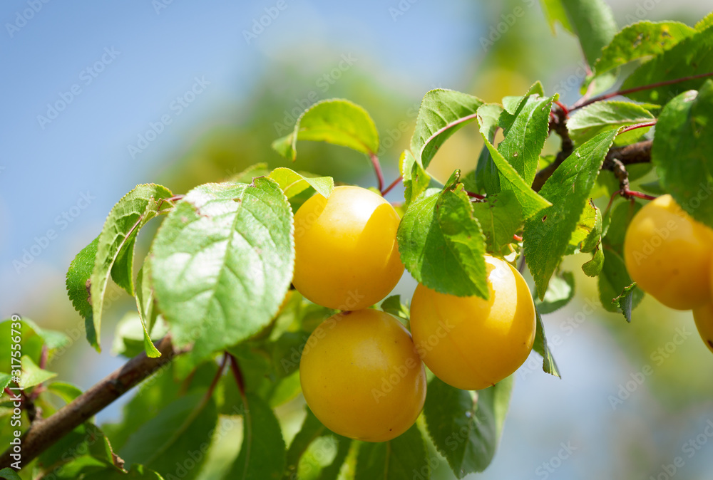branch of ripe yellow plums branch of ripe yellow plums