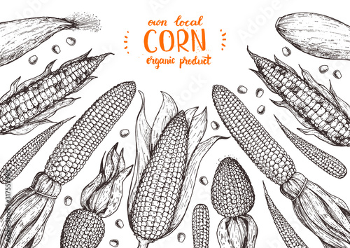 Corn on the cob hand drawn vector illustration. Top view frame. Corn sketch illustration. Engraving style, vintage design.