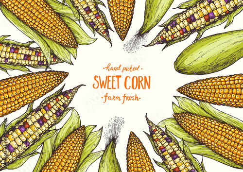 Corn on the cob hand drawn vector illustration. Top view frame. Corn set illustration. Colored corn, vintage design template.