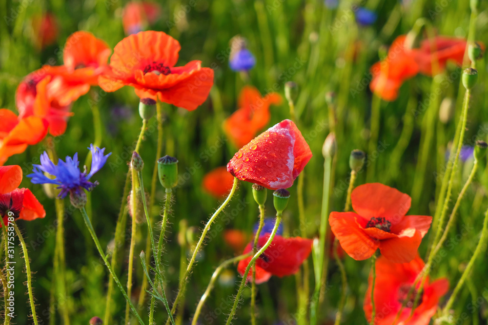 Fototapeta premium Wild poppy with dew on the petals. Sunrise in Ukraine.