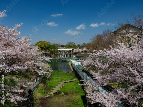 桜と噴水のある公園 © 正明 村上