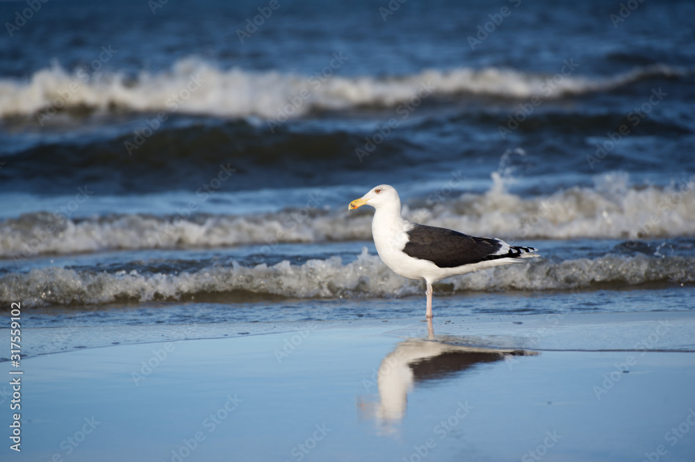 The white seagull stands by the sea, there are waves behind