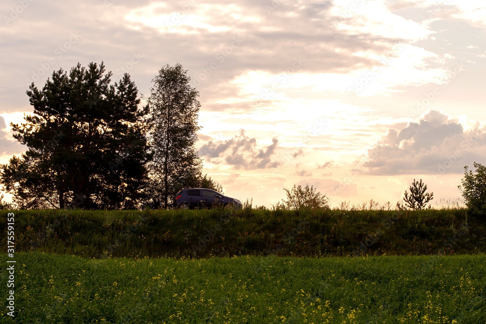 Mustard field at sunset with a beautiful sky Mustard field at sunset with a beautiful sky