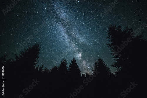 Milky Way rises over the spruce trees on a foreground. Summer season.