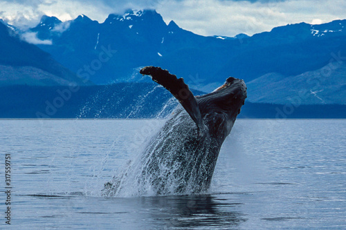 Humpback whale breaching in Alaska