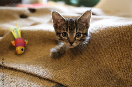 kitten in blanket