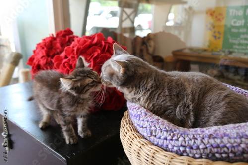 cat and kitten