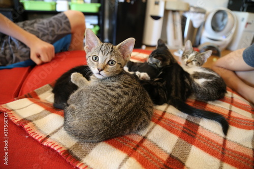 Shocked kitten in a litter of cats