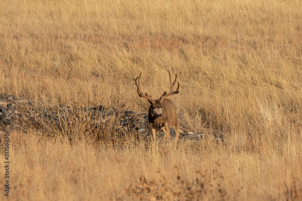 Mule Deer Buck in Colorado in Autumn Mule Deer Buck in Colorado in Autumn
