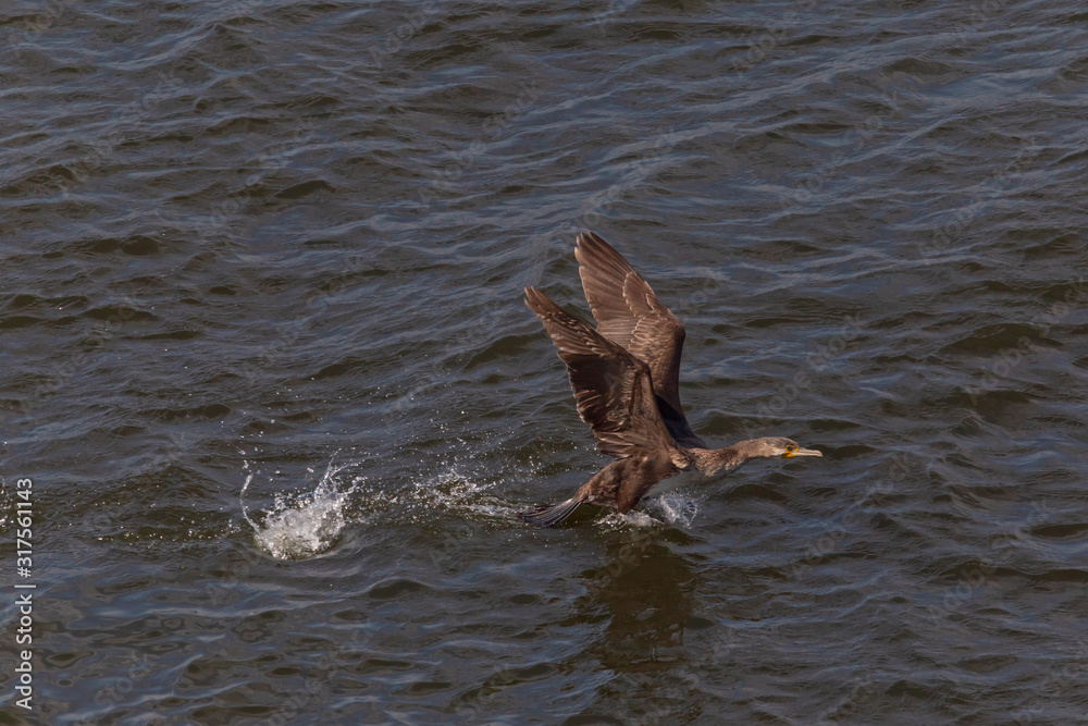 Fototapeta premium young great cormorant flying off the water