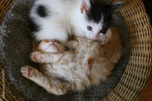 kittens in basket