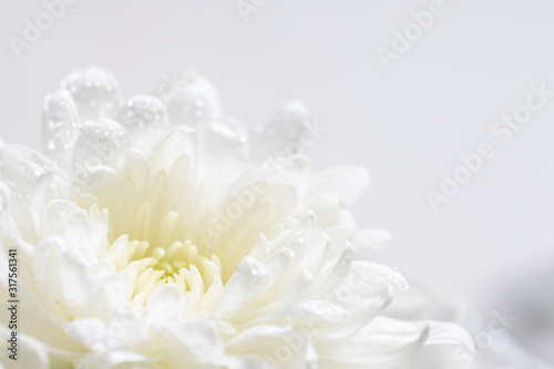 Still life of flowers on white background