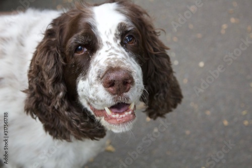 Spaniel facing camera 