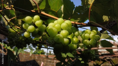 bunch of young grape on the stalk