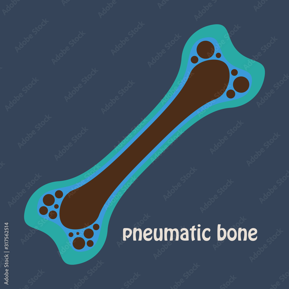 Flat anatomy of the Long Bone. Periosteum, endosteum, bone marrow and