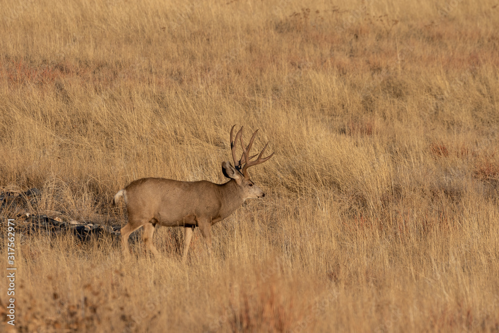 Mule Deer Buck in Colorado in Autumn Mule Deer Buck in Colorado in Autumn