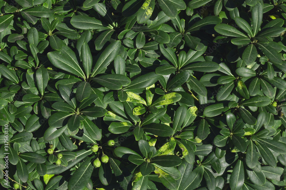 Small Green Leaf Texture Background Small Green Leaf Texture Background