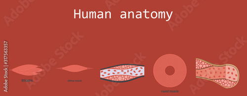 Types of Muscle Tissue of Human Body Diagram including cardiac skeletal smooth with example of heart digestive system along with involuntary voluntary control for medical science education