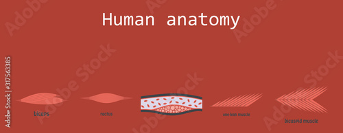 Types of Muscle Tissue of Human Body Diagram including cardiac skeletal smooth with example of heart digestive system along with involuntary voluntary control for medical science education