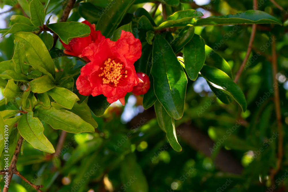 Red pomegranate flower and green leaves on summer sunbeams. The beginnig of pomegranate harvesting, seasonal friuts Red pomegranate flower and green leaves on summer sunbeams. The beginnig of pomegranate harvesting, seasonal friuts