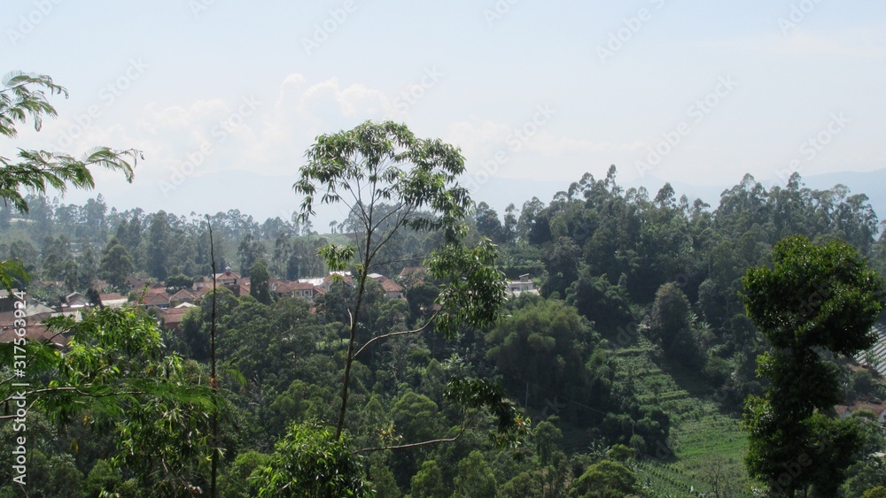 beautiful natural scenery on the hill looks tall and large trees in the wind beautiful natural scenery on the hill looks tall and large trees in the wind