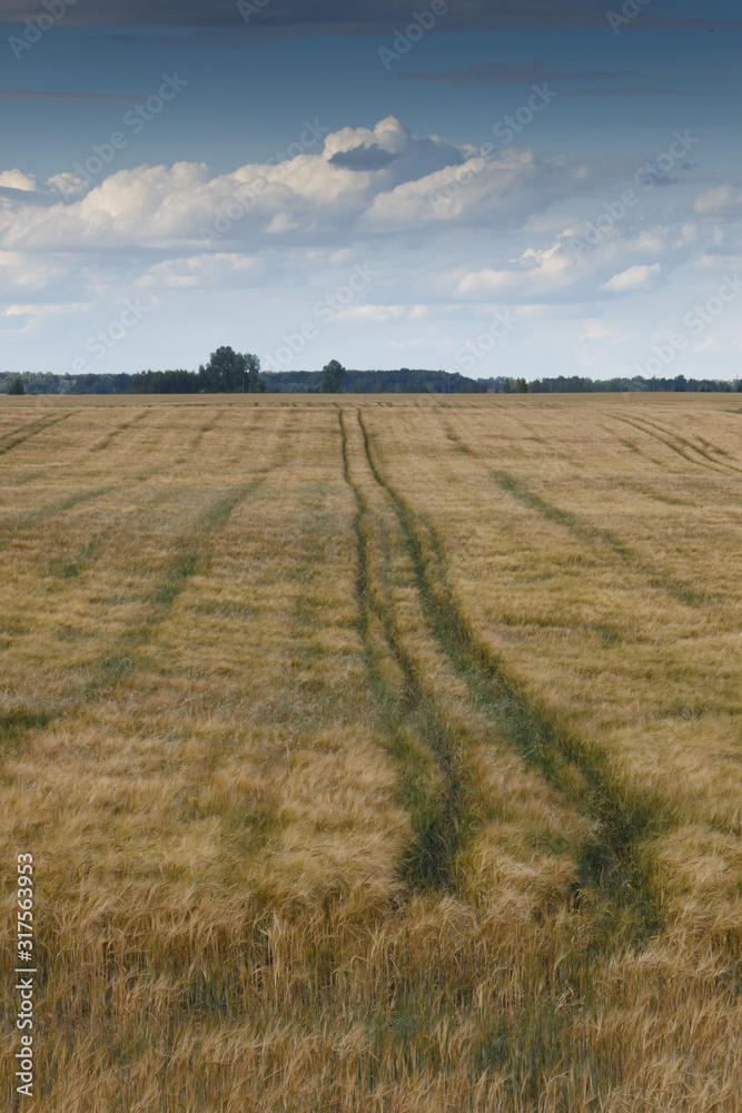 Agricultural landscape in summer.