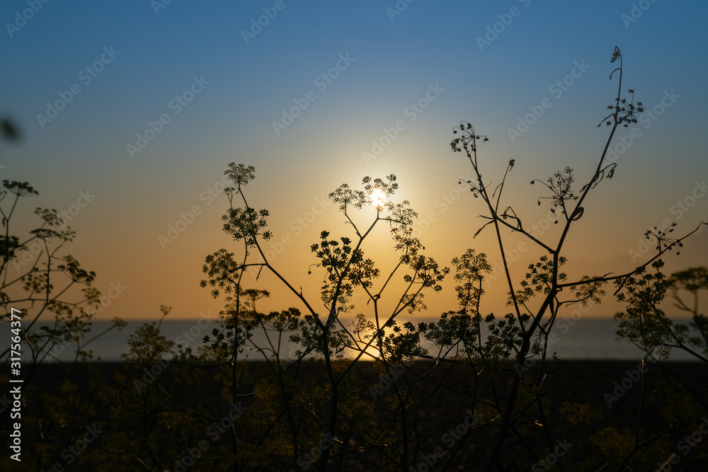 Silhouetted by back-light of morning sun, wild fennel on beach Silhouetted by back-light of morning sun, wild fennel on beach
