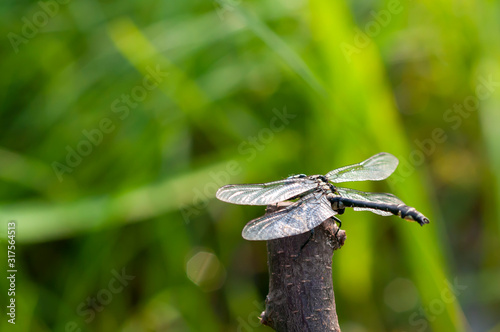 Common clubtail, dragonfly (Gomphus vulgatissimus) photo