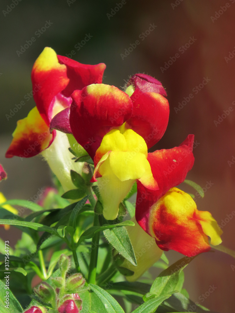 Beautiful flowers red and yellow nature background Beautiful flowers red and yellow nature background