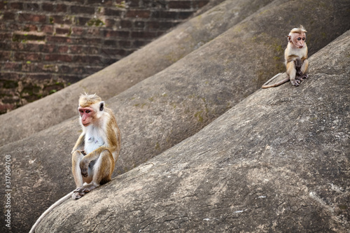 Toque Macaque mother and baby on a rock.