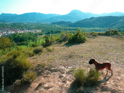 Perro bulldog observando el paisaje de montaña del pirineo catalan photo