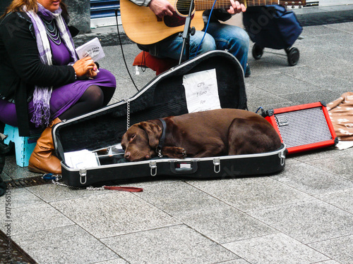 Schilderij op canvas Perro vagabundo tumbado en funda de guitarra mientras recaudan monedas tocando i