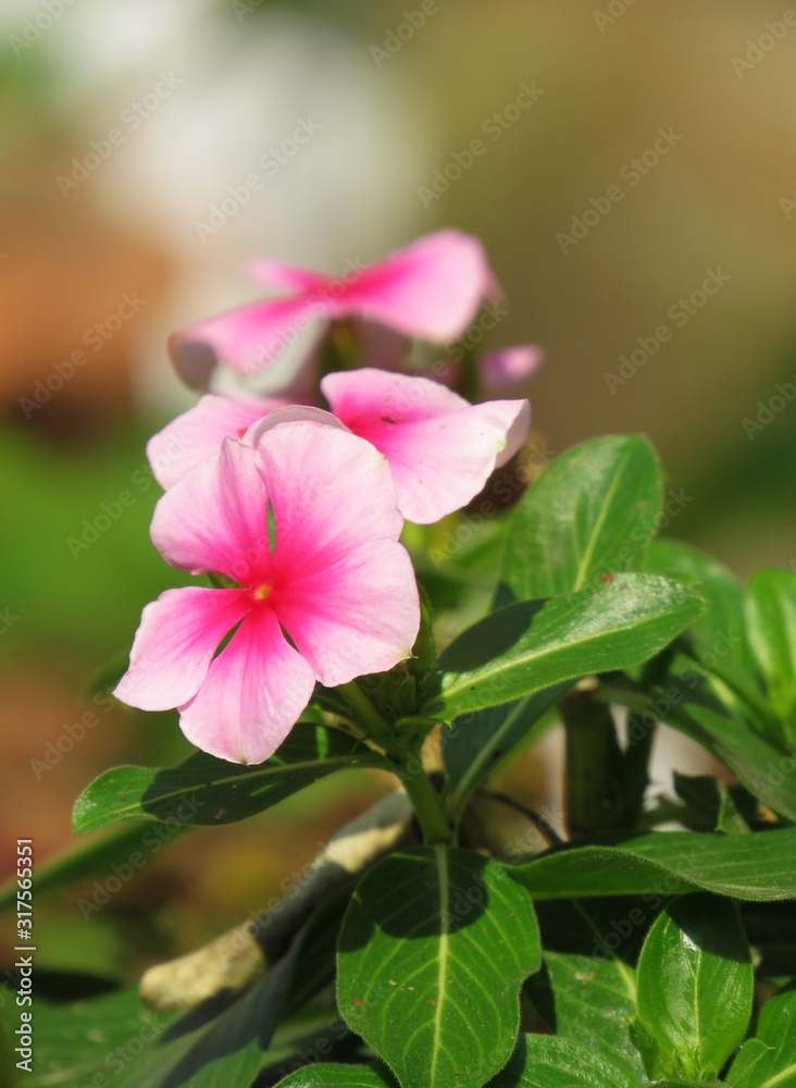 Close up image of bright pink geranium flower on green leaf blurred background Close up image of bright pink geranium flower on green leaf blurred background