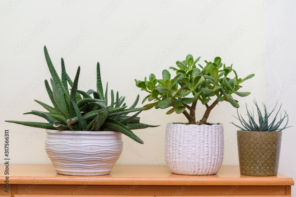 Home gardening. Indoor plants in flower pots in garden room.