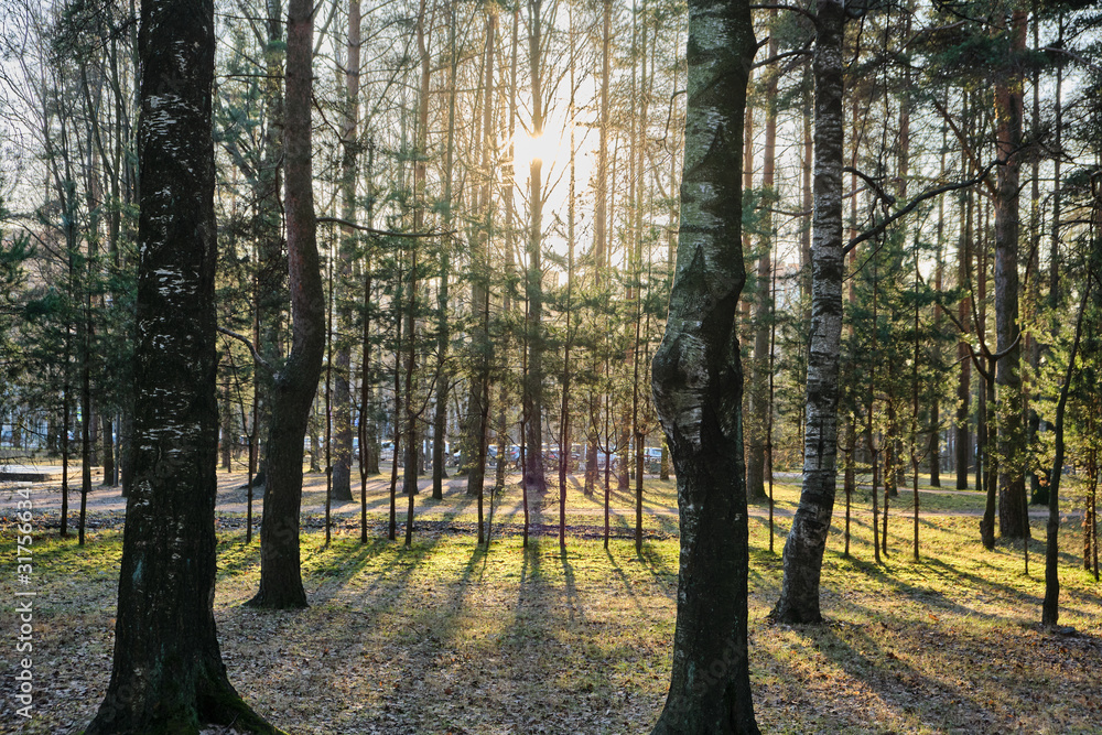 Fototapeta premium Beautiful pine forest pine park with pines, firs and birches in a sunny day with hard shadows and sunlight, lots of green trees, backlight, sun through the trees with highlights