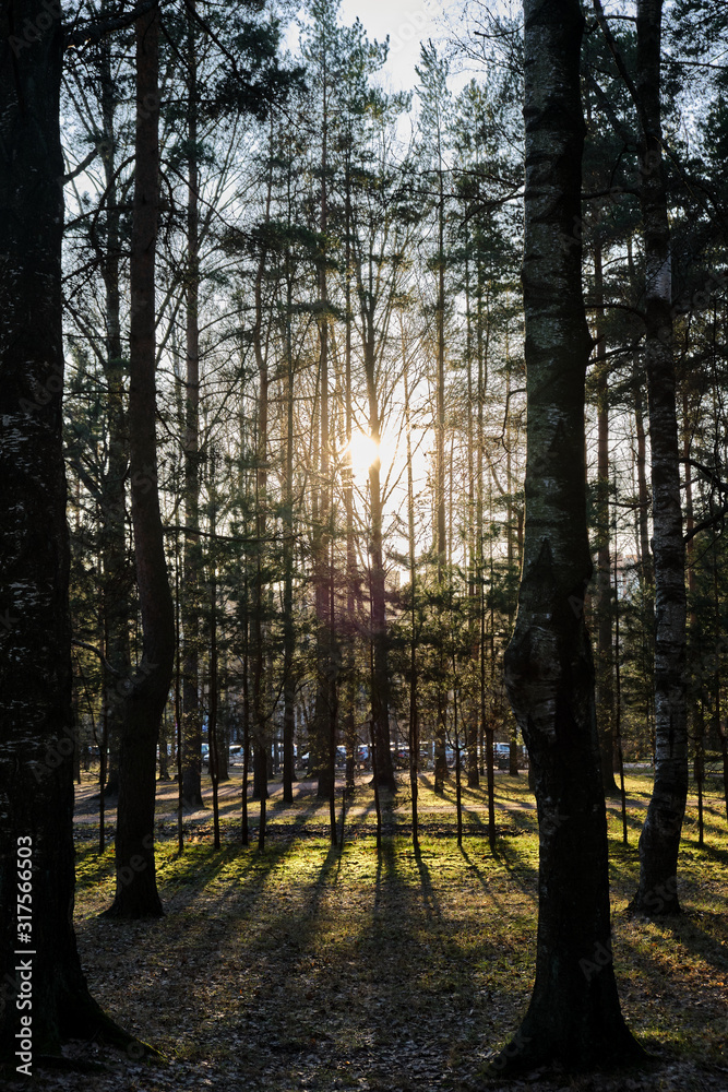 Obraz premium Beautiful pine forest pine park with pines, firs and birches in a sunny day with hard shadows and sunlight, lots of green trees, backlight, sun through the trees with highlights